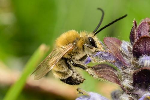 Réf. 253 562 : Eucera sp.